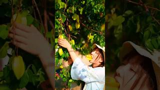 Relaxing Fruit Harvest ASMR 🍒🍇🍎🍉🍊🍓🍍Part 2 shorts nature fruit [upl. by Janine]