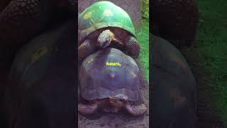 How Does Turtle Mating Work  Turtle Mating Explained  Turtle in mating Season  turtles turtle [upl. by Mattias]