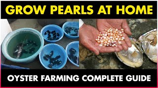 How to grow Pearls at Home  Oyster Farming at Home [upl. by Gosser]