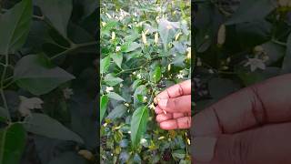 Thai Chilli homegarden nayantara [upl. by Danila]