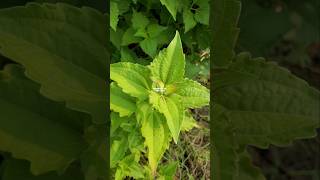 CHROMOLAENA ODORATA ‼️ RUMPUT MINJANGAN  kopasanda  balakacida [upl. by Donavon]