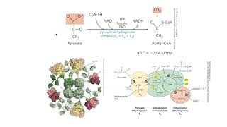 TCA cycle citric acid cycle Krebs cycle part 1 overview amp chemical logic [upl. by Ayamahs93]