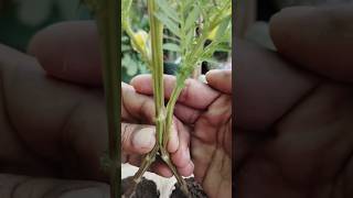 How To Graft Marigold plant  Gende Ka Paudha🏵️🏵️ shorts viralshorts ytshorts flower grafting [upl. by Ahsienar]