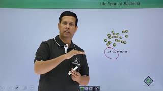 Class10th – Life Span of Bacteria  Reproduction in Organisms  Tutorials Point [upl. by Behre]