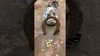 Pigeon trap on YouTube [upl. by Ibmat475]