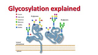 Glycobiology  Glycosylation of proteins  Factors affecting glycosylation [upl. by Brainard255]