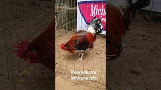 Whitehackle whitehackle gallos GallosFino gamefowl whitehackle viralvideo morganwhitehackle [upl. by Annoyi]