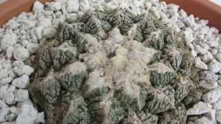 Ariocarpus fissuratus  Living Rock Cactus from Texas amp Mexico [upl. by Ankney858]