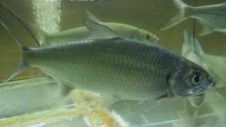 イセゴイ（IndoPacific tarpon）学名：Megalops cyprinoides [upl. by Nnaerb694]