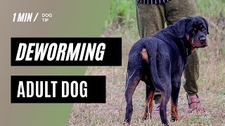 Adult Dog Deworming  How to Deworm Adult Dog at Home  1 Min Dog Tip  Shorts  CRShorts [upl. by Puna]