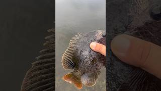 Tank 12” coppernose Bluegill hit that Gulp minnow [upl. by Eedrahc497]