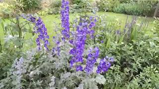 Delphinium and Nepeta plant combination for cottage garden [upl. by Dione370]