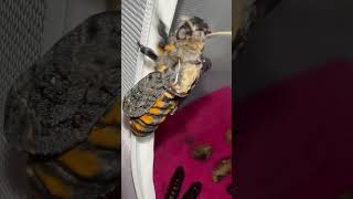 Deaths head hawk moth HATCHED and left his helmet on moths hawkmoth moth [upl. by Etnomaj238]