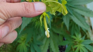 Cannabis Stecklinge Wurzeln im Wasserglas Outdoor Grow 2024 [upl. by Kalle]