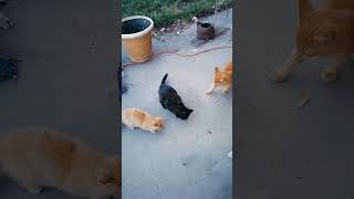 Wildones snack time outdoorcats catlovers catshorts catlife subscribe [upl. by Shantha162]