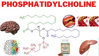 Phosphatidylcholine Benefits Side Effects and More  Is phosphatidylcholine good for the liver [upl. by Bjorn]