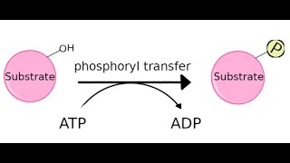 Kinases its function and different types [upl. by Redlac]