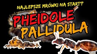 PHEIDOLE PALLIDULA  Jak hodować [upl. by Edlun941]