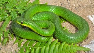 Indian Green kamblya 🐍 snake [upl. by Esinehs]