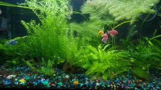 Glo Fish  Mollies  Guppies  Neon Tetras  Julii Cory Cat Planted Fish Tank [upl. by Blanche]