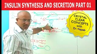 Insulin Synthesis and Secretion  Part 14💉 [upl. by Ailyt]