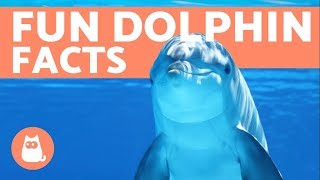 10 Facts About DOLPHINS from Scientific Studies [upl. by Ailido]