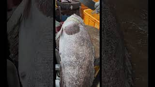 what insight fish mouth fypシ゚viral fiscutting cuttingskils seaanimals [upl. by Vudimir800]