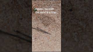 Antlion The Sandworm of the Tiny Dunes antlion insects [upl. by Kendricks152]