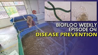 Disease Prevention with Biofloc Technology  Biofloc Weekly Episode 04 [upl. by Vivie]