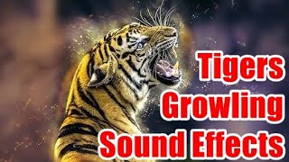 Tigers Growling Sound Effects [upl. by Ardni]