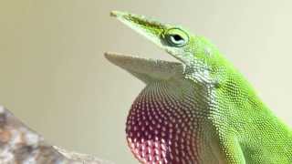 Green vs Brown How Anoles Evolved In Florida [upl. by Nagyam]