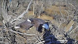 Fort St Vrain EaglesStick DeliveriesMa Has LunchPa Brings More Sticks112424 [upl. by Nitsirc875]