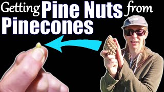 How to get Pine Nuts from Pinecones [upl. by Agnizn887]