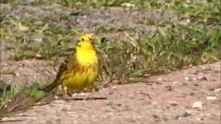 Yellowhammer  Geelgors Emberiza Citrinella [upl. by Bore]