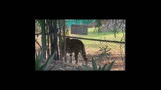 Tiger is roaring in the jaipur zoo video [upl. by Lise]