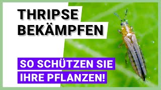 Thripse bekämpfen und Pflanzen schützen [upl. by Shamma]