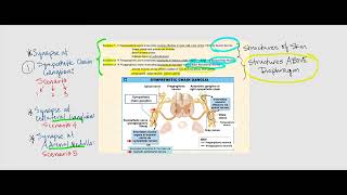 Lecture Video 3 Autonomic Nervous System ANS [upl. by Vaclav]