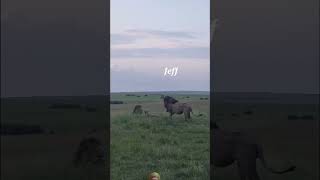 Lion give surprise 🔥🦁🔥wildlife shortsfeed viralvideo [upl. by Gapin]