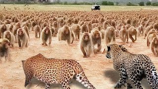 Rare Confrontation The Army Of Angry Baboons Attacked Ferocious Leopard To Avenge Their Baby [upl. by Bolten109]