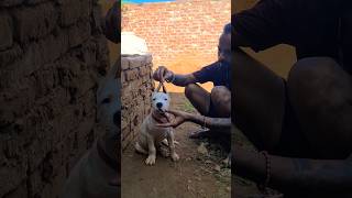 Dogo argentino puppy before and after 😱👺 dogoargentino dogbreed pets americanbully dog puppy [upl. by Nilyam334]