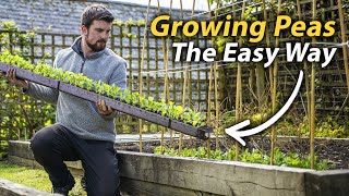 How to Grow Peas  The Simple Guide to a Fantastic Harvest [upl. by Kolosick]