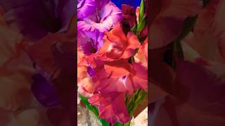 My spectacular Gladioli vase ￼prettyblooms prettyflowers gladiolus gladioli smallyoutuber [upl. by Cristin637]