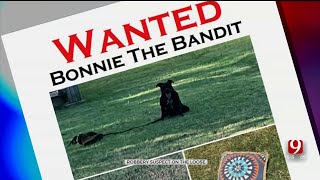 Wanted Bonnie The Bandit Suspect In Norman Burglary Spree [upl. by Ynomrah]