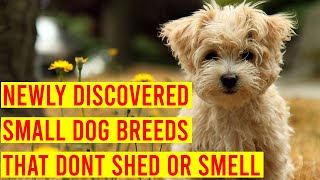 10 Newly Discovered Small Dog Breeds That Dont Shed Or Smell [upl. by Idnim477]