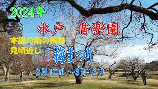 水戸 梅まつり 偕楽園 開花状況 [upl. by Welbie2]