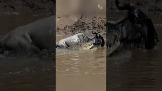 A Battle for Survival Wildebeest vs Crocodile in the African River [upl. by Ellirpa]