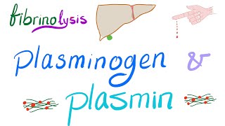 Plasminogen and Plasmin Fibrinolysis  Bleeding and Coagulation  Hematology [upl. by Deevan606]