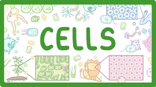 GCSE Biology  Cell Types and Cell Structure 2 [upl. by Carrelli]