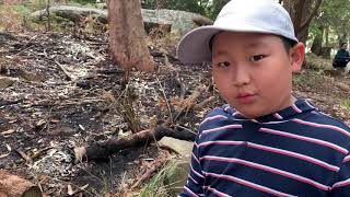 Wolf spiderKuRingGai Chase NP [upl. by Joshi573]