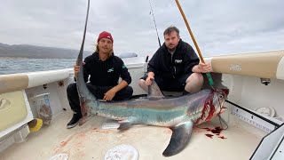 Massive thresher shark caught off the coast of Orange County California [upl. by Analla363]